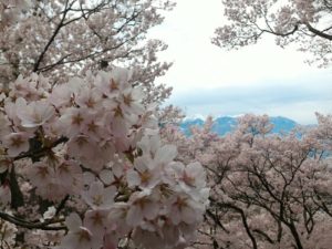 日本アルプスを見渡す桜