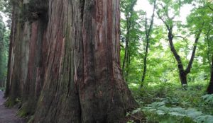 夏休み戸隠神社にて　樹齢百年を越え木霊が聴こえるよう木々たち