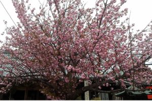 「吉野の八重桜」尊敬する先輩に案内頂き、吉野の良さを感じた春の旅