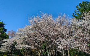 歴史を感じる御所の桜　和歌を思い出しながら歩きました