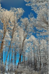 青空に届きそうな樹氷の散歩道　