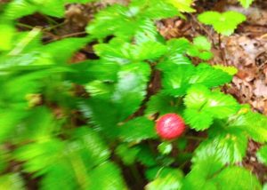 「木苺の粒一つずつ願ひあり」庭の木苺を詠む