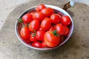 収穫したトマト　赤は食欲をそそります！